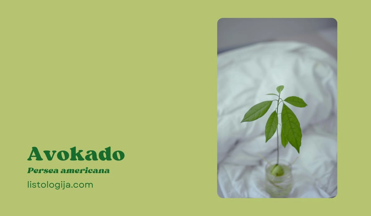 avokado