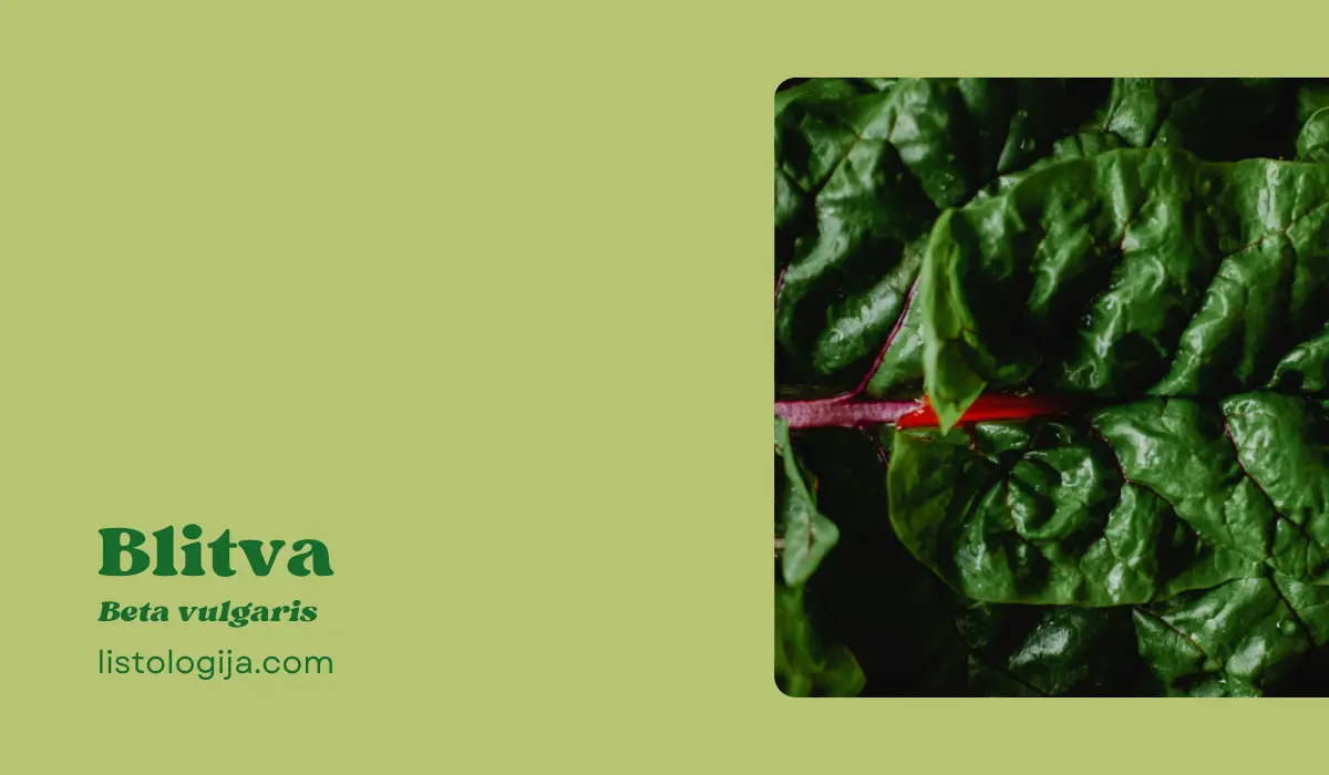 Blitva