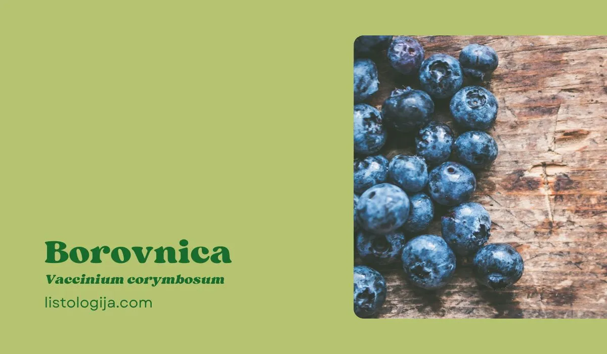 Borovnica