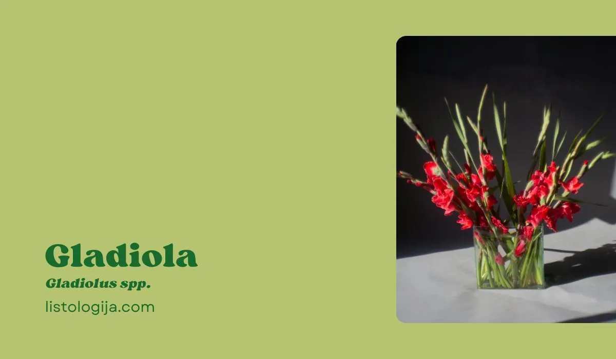 Gladiola