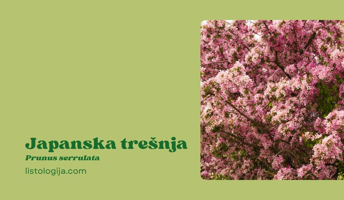 Japanska trešnja