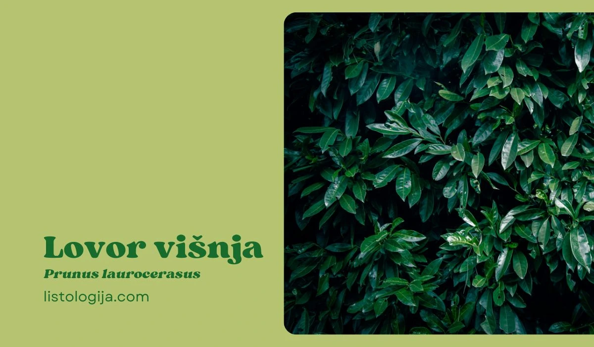 Lovor višnja