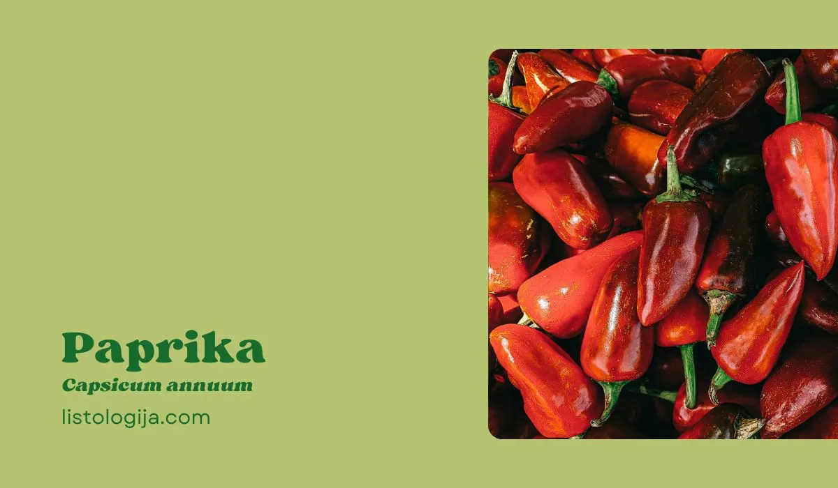 paprika
