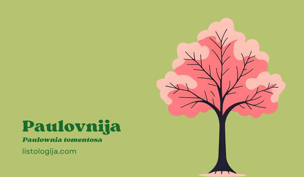 Paulovnija
