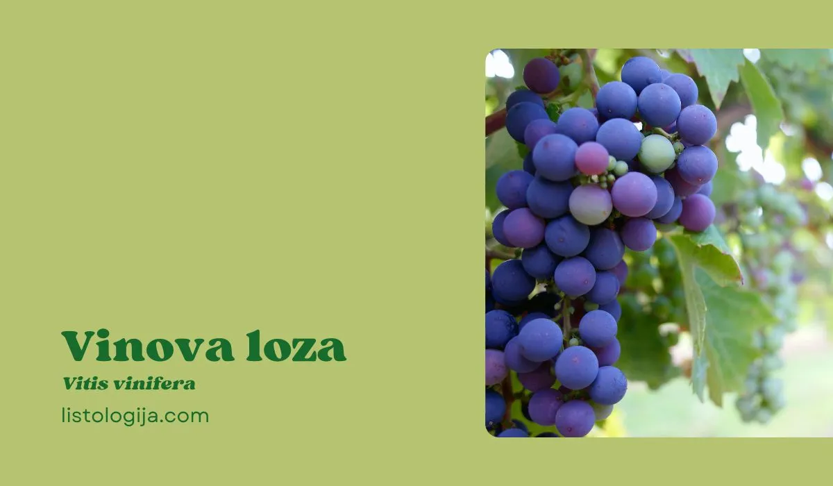 Vinova loza
