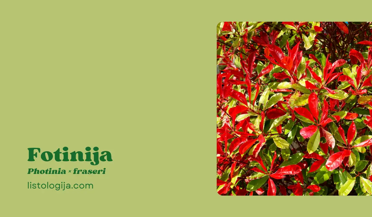 Fotinija