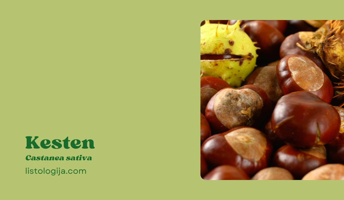 kesten