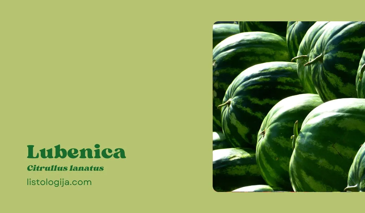 Lubenica