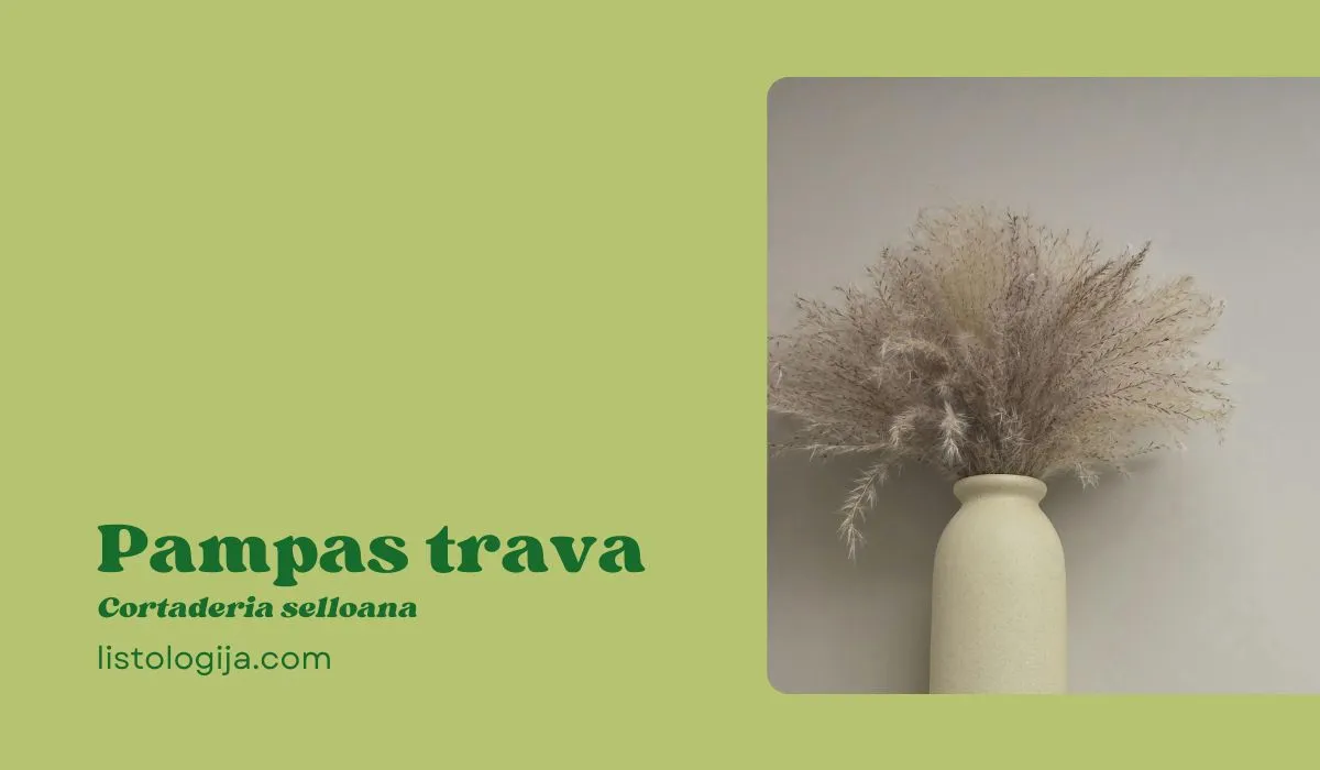 Pampas trava