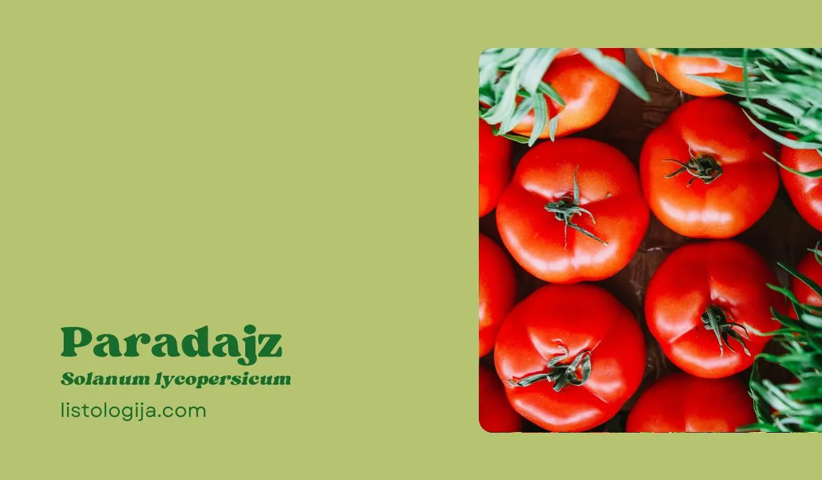 Paradajz