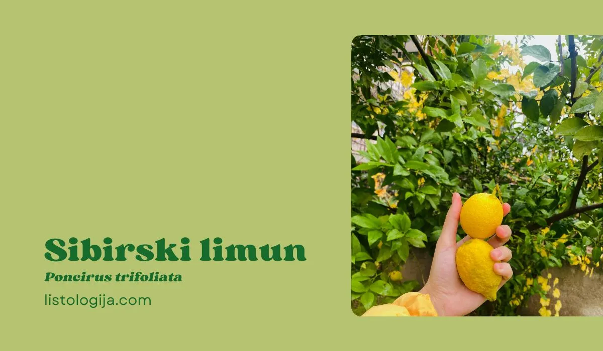Sibirski limun