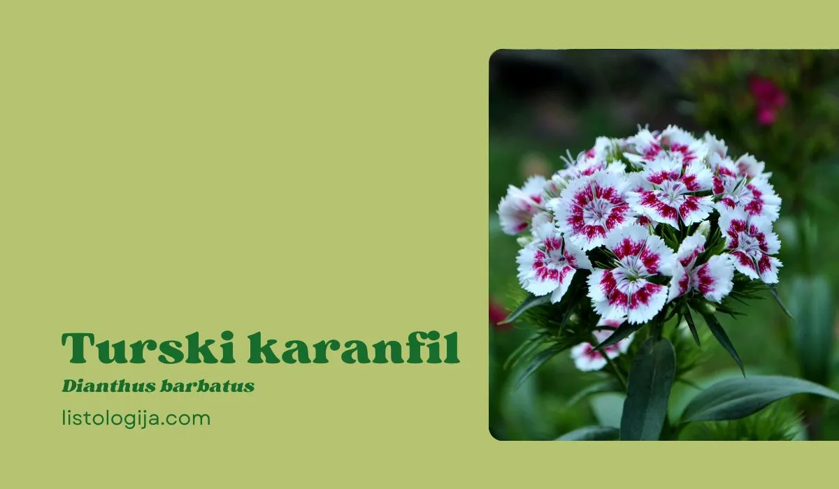Turski karanfil